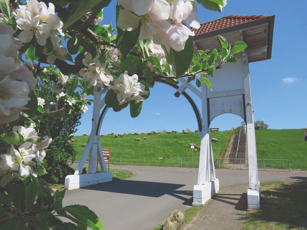 Altländer Tor mit Apfelblüte
