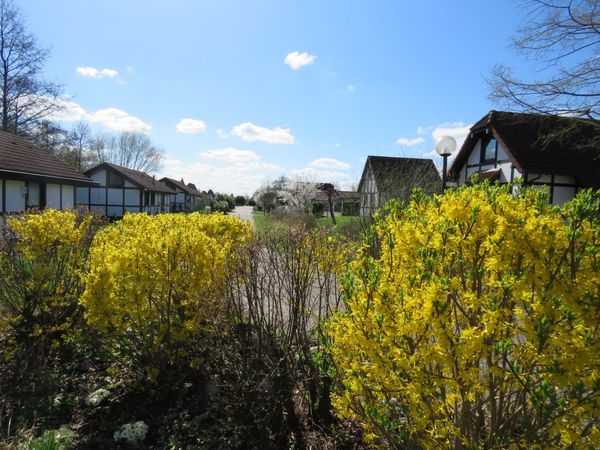 Forsythienblüte im Feriendorf Altes Land