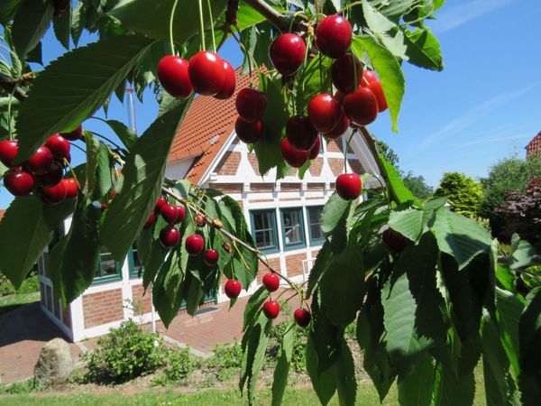 Kirschen vor dem Ferienhaus